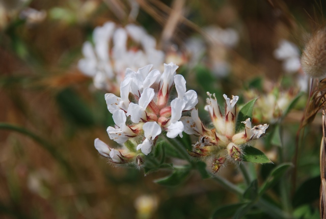 Lotus hirsutus (=Dorycnium hirsutum) / Trifoglino irsuto